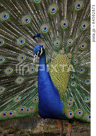 インドクジャク インドクジャク 64562873