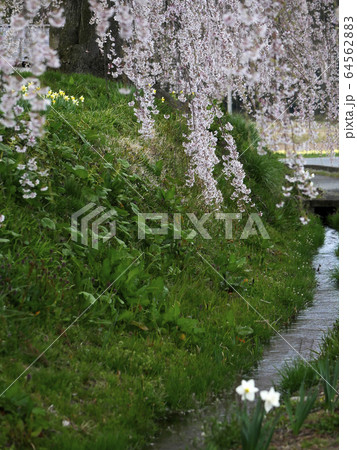 自然風景植物写真　世界遺産岩手県平泉の日本の原風景 64562883