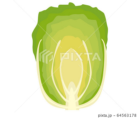 白菜　野菜　ベクター 64563178