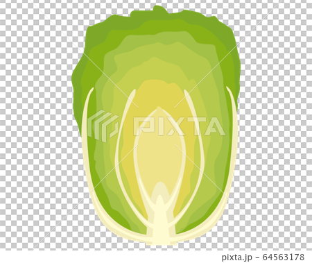 白菜　野菜　ベクター 64563178