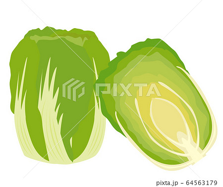 白菜 野菜 ベクターのイラスト素材