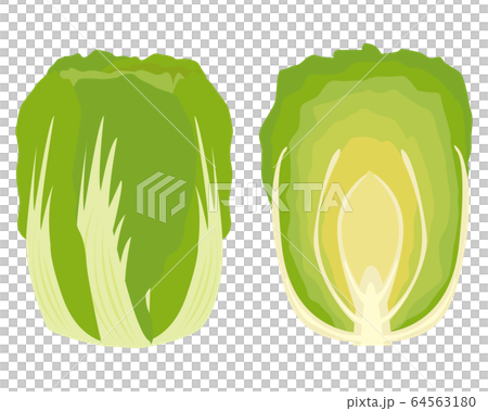 Chinese cabbage vegetable vector Chinese cabbage vegetable vector 64563180
