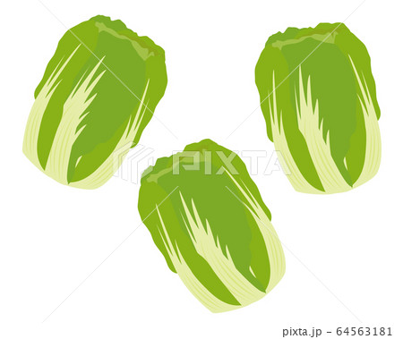 白菜 野菜 ベクター 白菜 野菜 ベクター 64563181