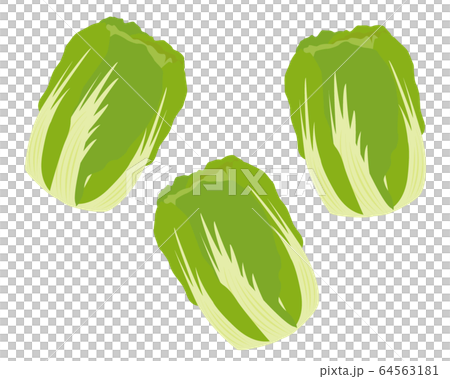 白菜 野菜 ベクター 白菜 野菜 ベクター 64563181