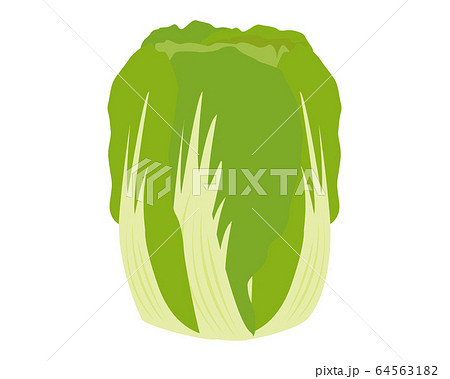 白菜 野菜 ベクター 白菜 野菜 ベクター 64563182