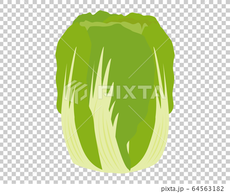 Chinese cabbage vegetable vector 64563182