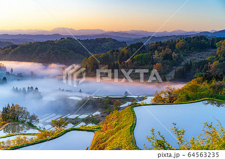 初夏の星峠の棚田　朝の風景　雲海　【新潟県】 64563235
