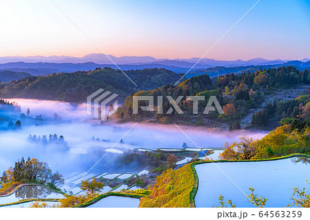 初夏の星峠の棚田 朝の風景 雲海 【新潟県】 初夏の星峠の棚田 朝の風景 雲海 【新潟県】 64563259