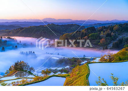 初夏の星峠の棚田　朝の風景　雲海　【新潟県】 64563267