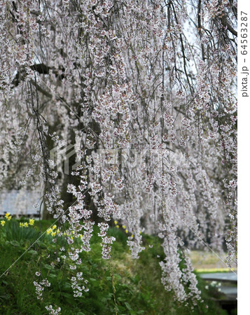 風景自然植物写真 世界遺産岩手県平泉の里桜 懐かしい原風景の写真素材