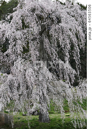 自然植物風景写真 世界遺産岩手県平泉の滝桜 日本の原風景の写真素材