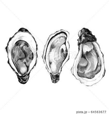 Hand drawn sketch of pacific oysters 64563677