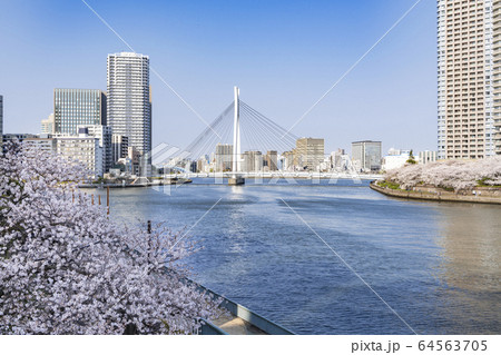 春の風景　桜満開の隅田川テラス　東京都 64563705