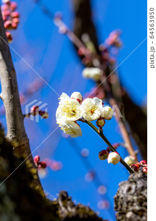 満開、絢爛な白梅　青空を背景に 64563950
