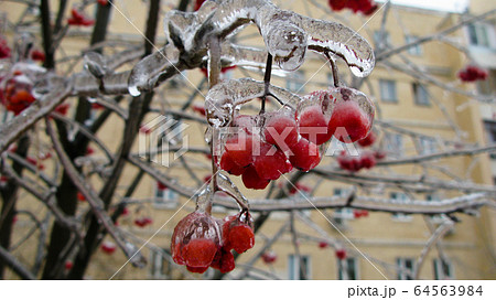 Closeup view to branches of tree after freezing 64563984
