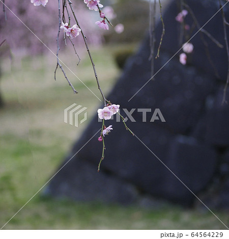 風景自然植物写真 不来方城の垂れ紅梅 北国の北国の春爛漫の 風景自然植物写真 不来方城の垂れ紅梅 北国の北国の春爛漫の 64564229