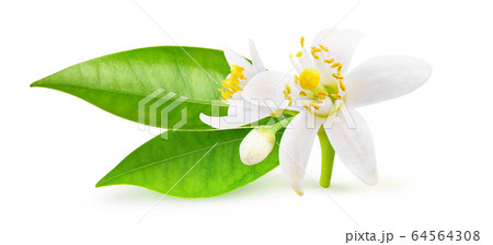 Isolated orange blossoms with leaves Isolated orange blossoms with leaves 64564308