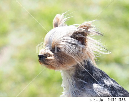 風に向かうヨークシャテリアの仔犬の写真素材