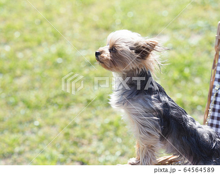 風に向かうヨークシャテリアの仔犬 64564589