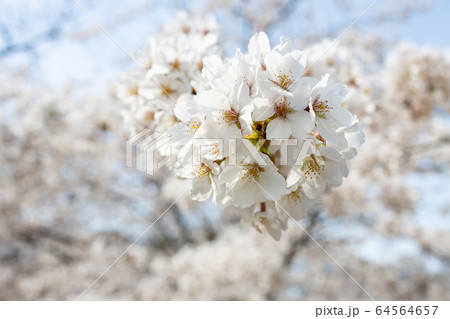 桜 桜 64564657