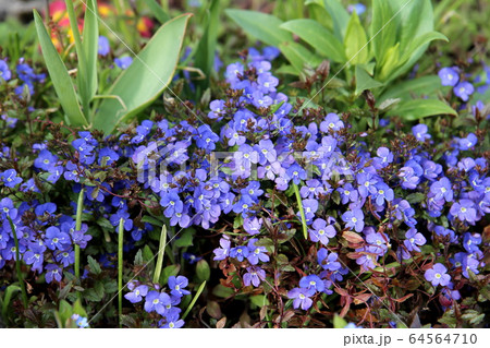 ベロニカ ジョージアブルーの花の写真素材