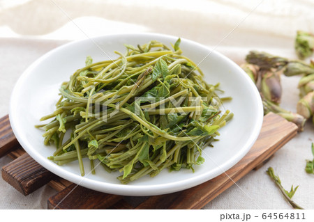 アケビの芽 64564811