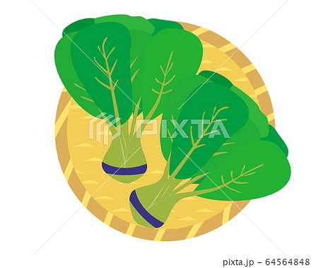 チンゲン菜 野菜 ベクター イラストのイラスト素材 64564848 Pixta