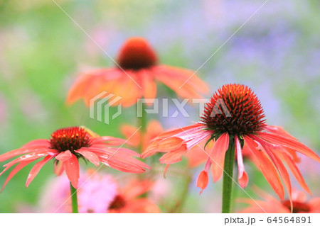三輪の花 三輪の花 64564891