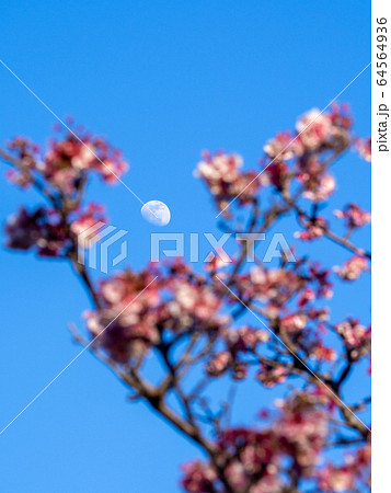 早咲きの千葉・抱湖園の元朝桜　青空を背景に 64564936