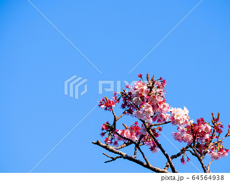 早咲きの千葉・抱湖園の元朝桜 青空を背景に 早咲きの千葉・抱湖園の元朝桜 青空を背景に 64564938