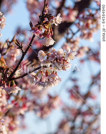 早咲きの千葉・抱湖園の元朝桜　青空を背景に 64564940