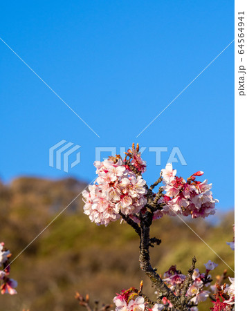 早咲きの千葉・抱湖園の元朝桜 青空を背景に 早咲きの千葉・抱湖園の元朝桜 青空を背景に 64564941