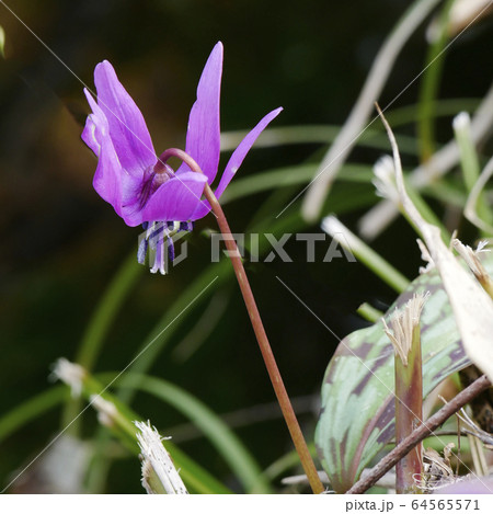 風景自然植物写真 秋田県仙北町刺巻湿原のカタクリの花の写真素材