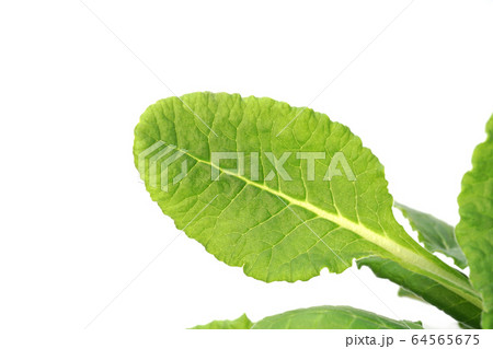 カウスリップ カウスリップ 64565675