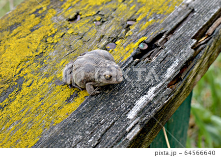 An earthen toad sits on an old earth. An earthen toad sits on an old earth. 64566640