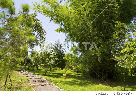 ファタケ植物園 散策路 64567637