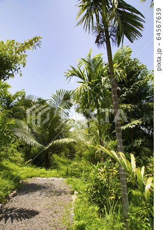 ファタケ植物園内 パームガーデン ファタケ植物園内 パームガーデン 64567639