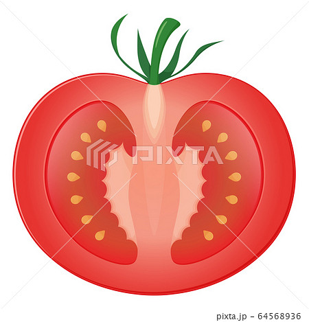 トマトのイラスト 縦 断面のイラスト素材