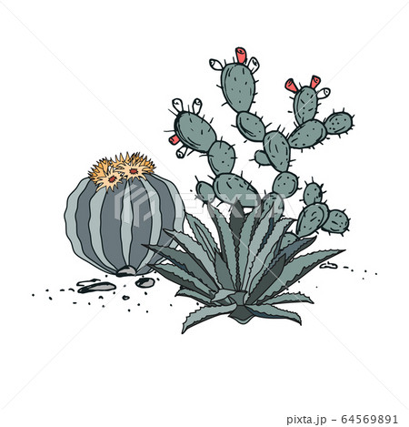 Decorative composition composed of groups of cactus, prickly pear, and agave. Vector illustration isolated on white background 64569891