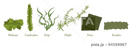 Cartoon seaweed set vector graphic illustration. Collection of natural algae marine plant 64569967