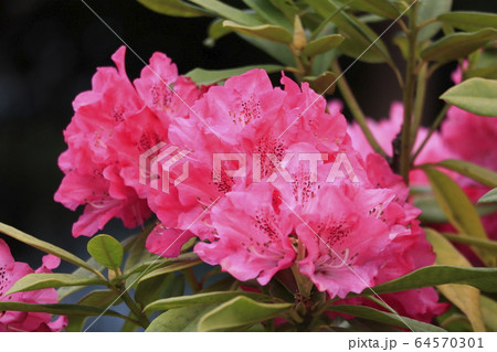 シャクナゲの花 シャクナゲの花 64570301
