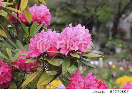 シャクナゲの花 シャクナゲの花 64570307