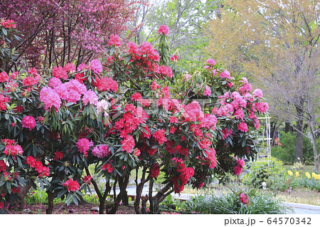シャクナゲの花  シャクナゲの花  64570342