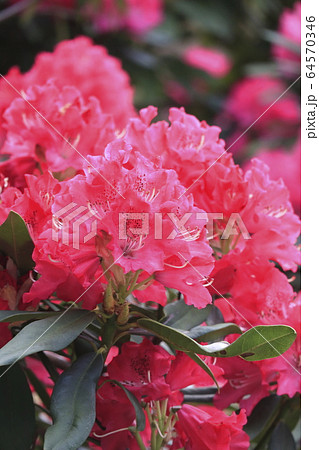 シャクナゲの花　 64570346