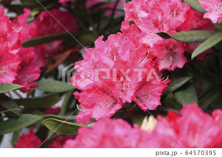 シャクナゲの花   シャクナゲの花   64570395