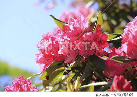 鮮やかなシャクナゲの花   鮮やかなシャクナゲの花   64570434