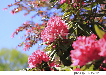 鮮やかなシャクナゲの花   鮮やかなシャクナゲの花   64570436