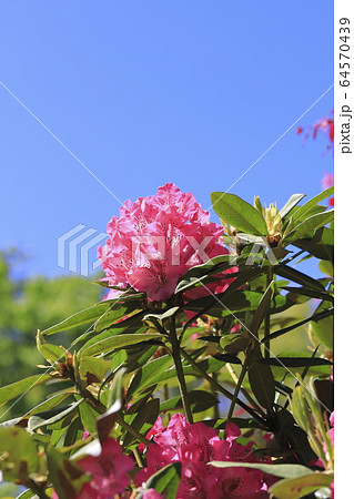 鮮やかなシャクナゲの花   鮮やかなシャクナゲの花   64570439