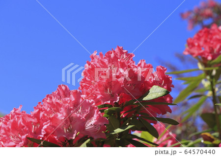 鮮やかなシャクナゲの花   鮮やかなシャクナゲの花   64570440