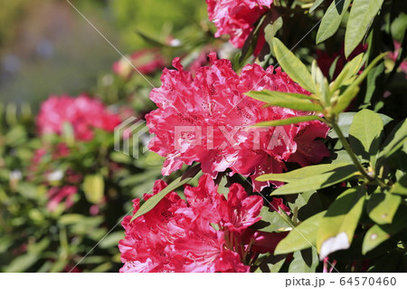 鮮やかなシャクナゲの花 鮮やかなシャクナゲの花 64570460